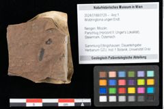 Foto (Objekt + Etikett) von Widdringtonia ungeri Endl. (NHMW-GEO-2024-0188-0129)